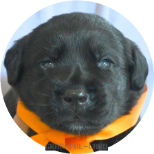 英国ラブラドールの子犬